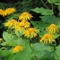 20100619_st.-tryphon-j.bot._telekia_speciosa_.jpg