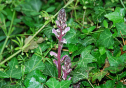 Orobanche hederae