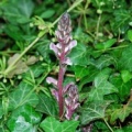 20100619_st.-tryphon_orobanche_hederae_.jpg