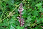 Orobanche hederae