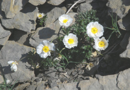 Ranunculus seguieri, Renoncule de Séguier