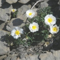 20100620_brienz-arnifirst_ranunculus_seguiri_.jpg