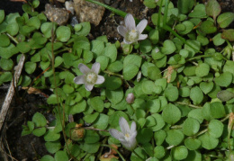 Anagallis tenella