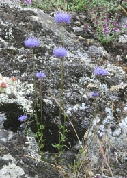 Jasione montana 