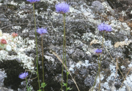 Jasione montana 