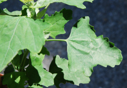 Chenopodium urbicum