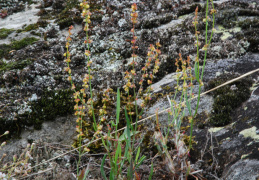 Rumex tenuifolius 