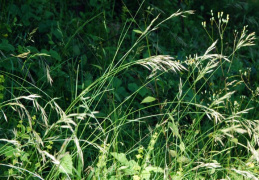 Bromus erectus, Brome dressé