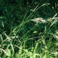 20100624_moutier_la-dozerce_bromus_erectus-s.str.jpg