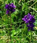 Campanula glomerata, Campanule agglomérée