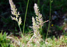 Koeleria pyramidata, Koelérie pyramidale