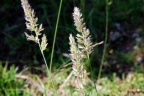 Koeleria pyramidata, Koelérie pyramidale
