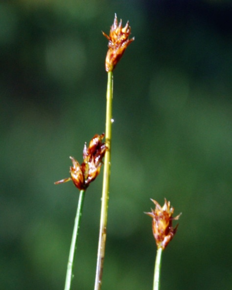 20100626_les-genevez_les-embreux_carex_chordorhiza.jpg