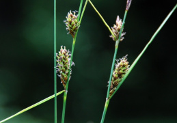 Carex lasiocarpa, Laiche à utricules velus