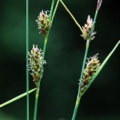 20100626_les-genevez_les-embreux_carex_lasiocarpa.jpg