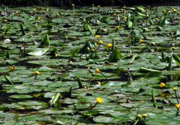 Nuphar lutea, Nénuphar jaune