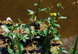 Rorippa amphibia, Cresson amphibie