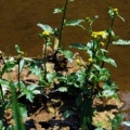 20100627_le-noirmont_la-bouege_rorippa_amphibia.jpg