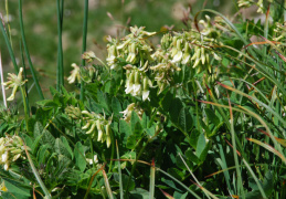 Astragalus frigidus