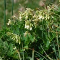 20100629_arnifirst_astragalus_frigidus_.jpg