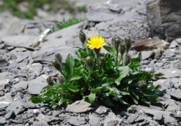 Crepis terglouensis