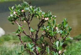 Vaccinium gaultherioides