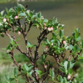 20100701_gotthard-col_vaccinum_gaultherioides.jpg