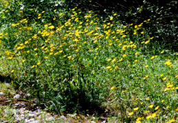 Buphthalmum salicifolium, Buphthalme à feuilles de saule