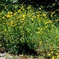20100708_tramelan_bois-de-envers_buphthalmum_salicifolium_01.jpg