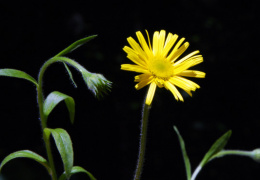 Buphthalmum salicifolium, Buphthalme à feuilles de saule