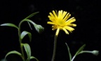 Buphthalmum salicifolium, Buphthalme à feuilles de saule