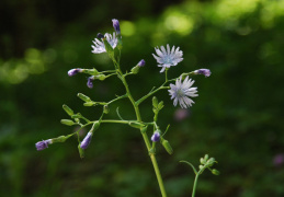 Cicerbita plumieri 