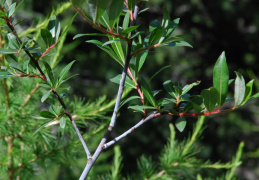 Salix daphnoides
