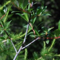 20100725_thyon_2000VS_salix_daphnoides_.jpg