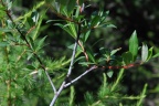 Salix daphnoides