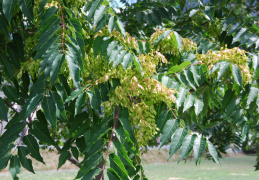 Ailanthus altissima