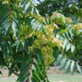 20100727_sierre_vs_ailanthus_altissima.jpg