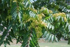 Ailanthus altissima