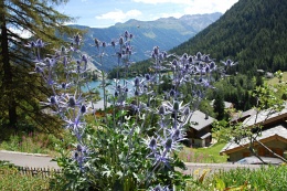 Eryngium alpinum