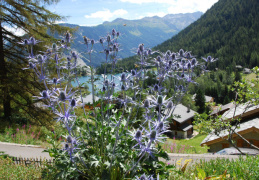 Eryngium alpinum