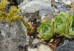 Sempervivum wulfenii