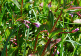 Epilobium alsinifolium