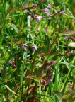 Epilobium alsinifolium