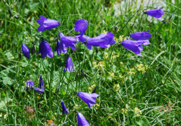 Campanula scheuchzeri