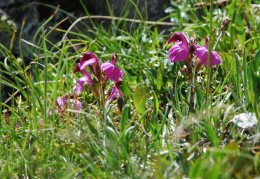 Pedicularis kerneri