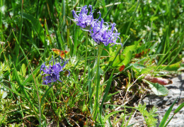 Phyteuma hemisphaericum