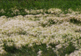 Hordeum jubatum