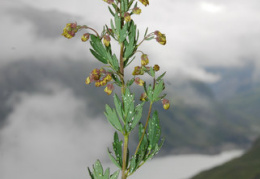 Thalictrum bauhinii