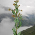 20100730_mauvoisin_thalictrum_s.subsp.bauhinii_.jpg