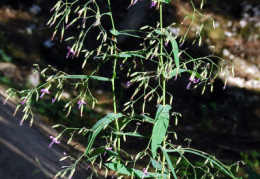 Prenanthes purpurea, Prénanthe pourpre